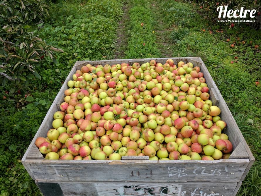 Custom data-set image of full apple bin in the orchard