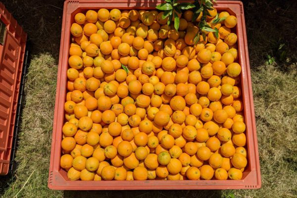 A beautiful bin of First Fresh NZ oranges