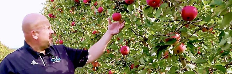 Apple farmer checking red apples on tree