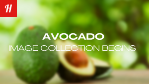 Hectre begins avocado image collection