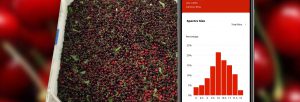 Hectre - Spectre for Cherries bin and graph - fruit sizing