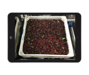 Spectre for Cherries - cherry bins being photographed on iPad for instant fruit sizing