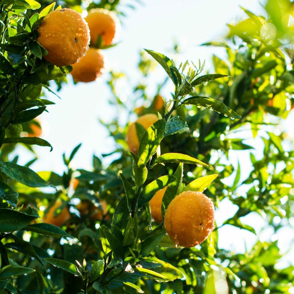 photo of mandarins