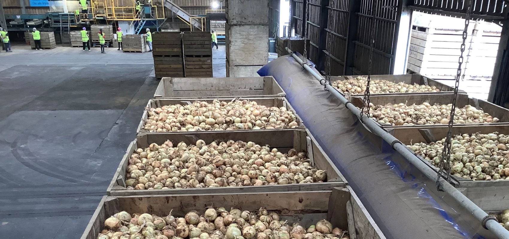 photo of lots of onions bins