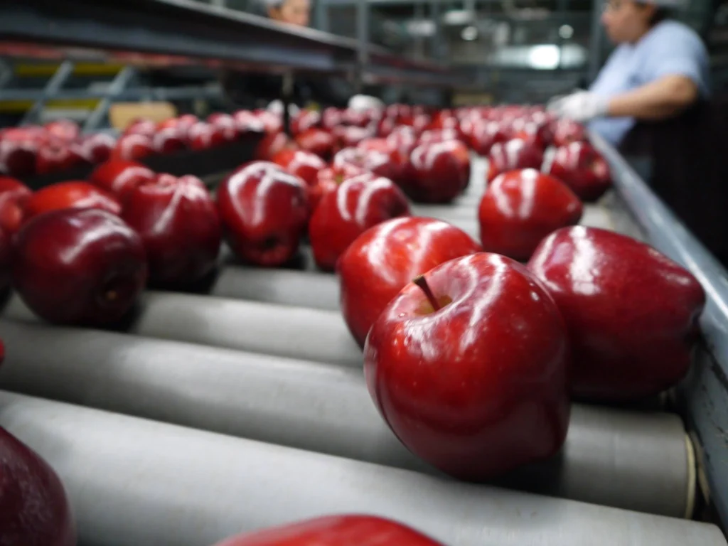 Apples on conveyer belt