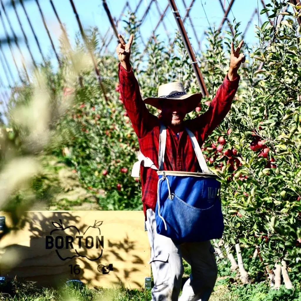 picker in apple orchard
