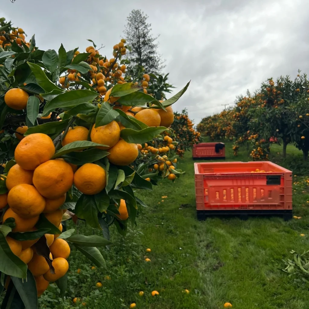 photo of citrus orchard