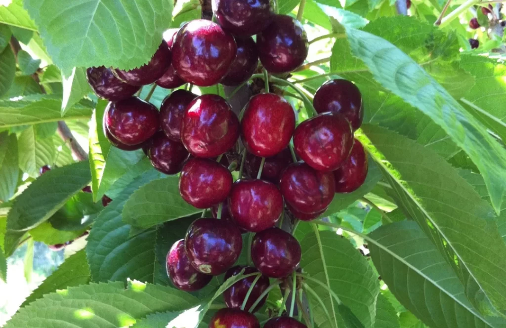 photo of cherries on tree