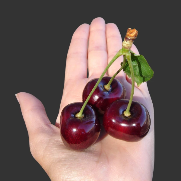 photos of cherries in a palm