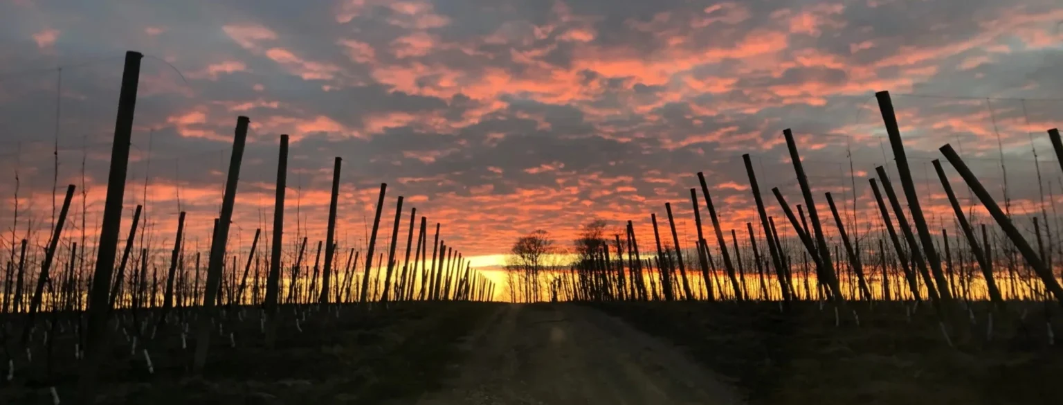 Beautiful sunset on orchard in Michigan