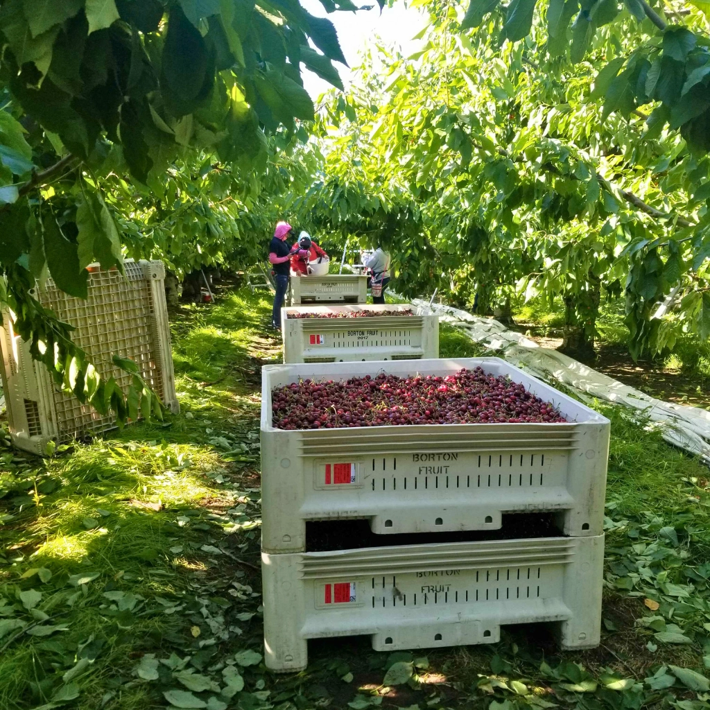 Cherry bin in an orchard