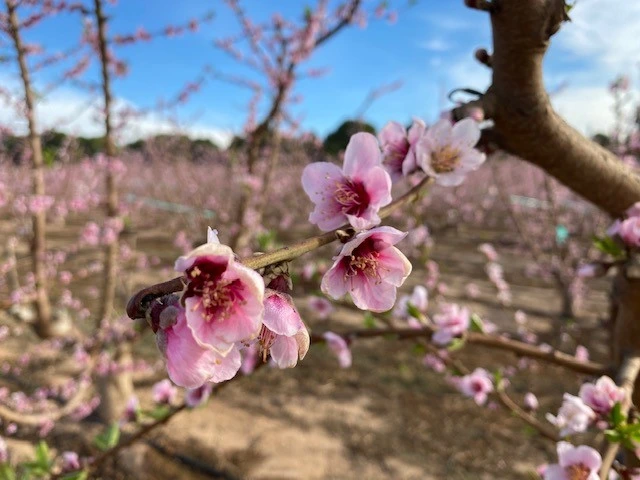 Stone fruit blossoms in Spain